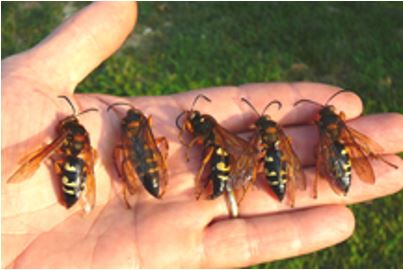 native Eastern Cicada Killer larger